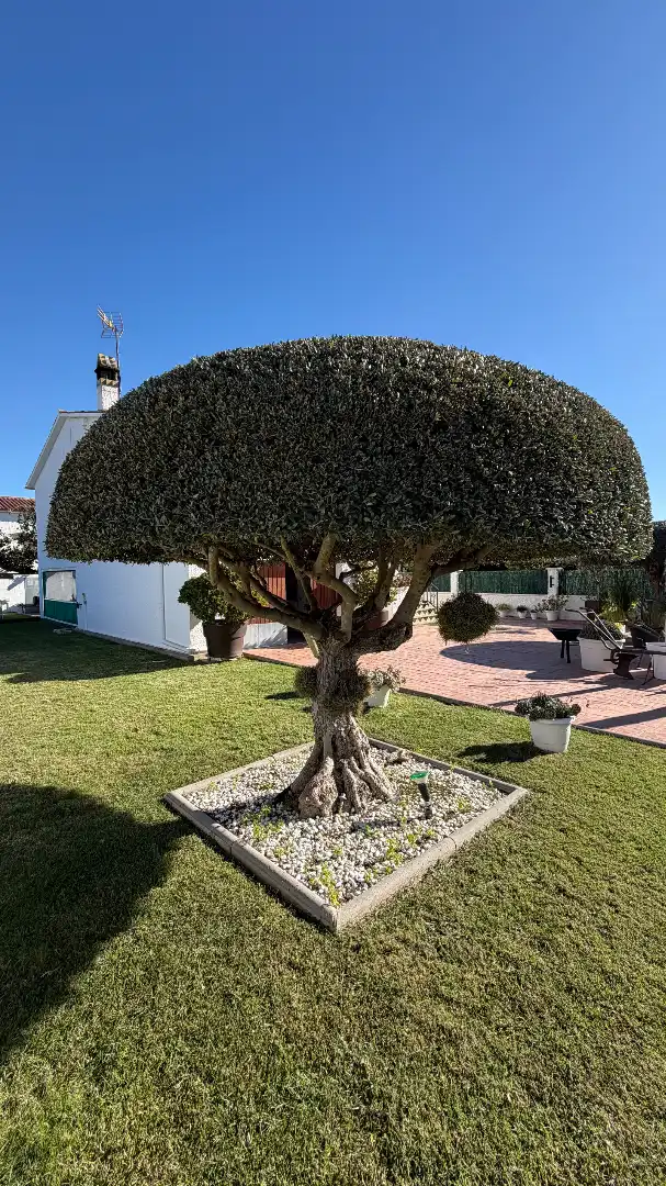 Jardí de Casa o xalet en venda en Creixell amb Aire condicionat, Jardí privat i Terrassa