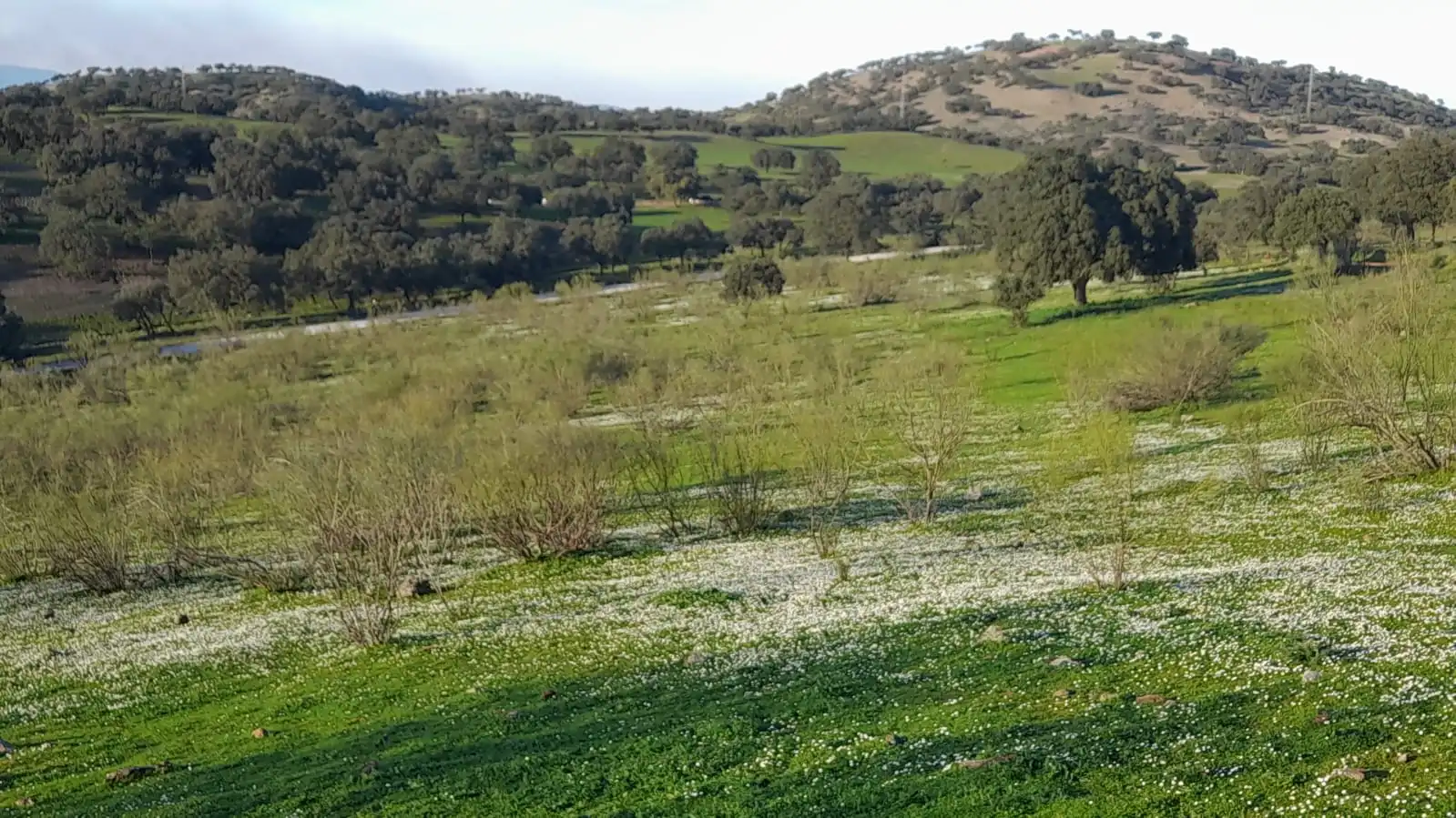 Terreno en venta en Vilches