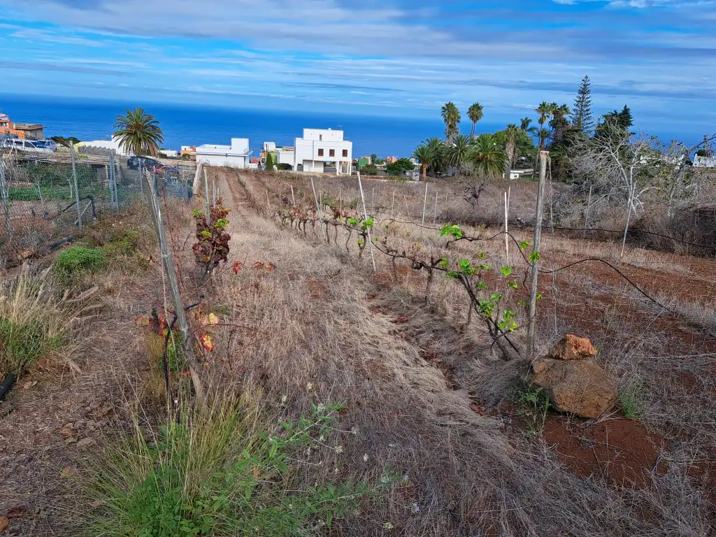 Rural land for sale in El Sauzal, imagen 33