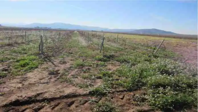 Rural land for sale in Pd Alciri, imagen 6