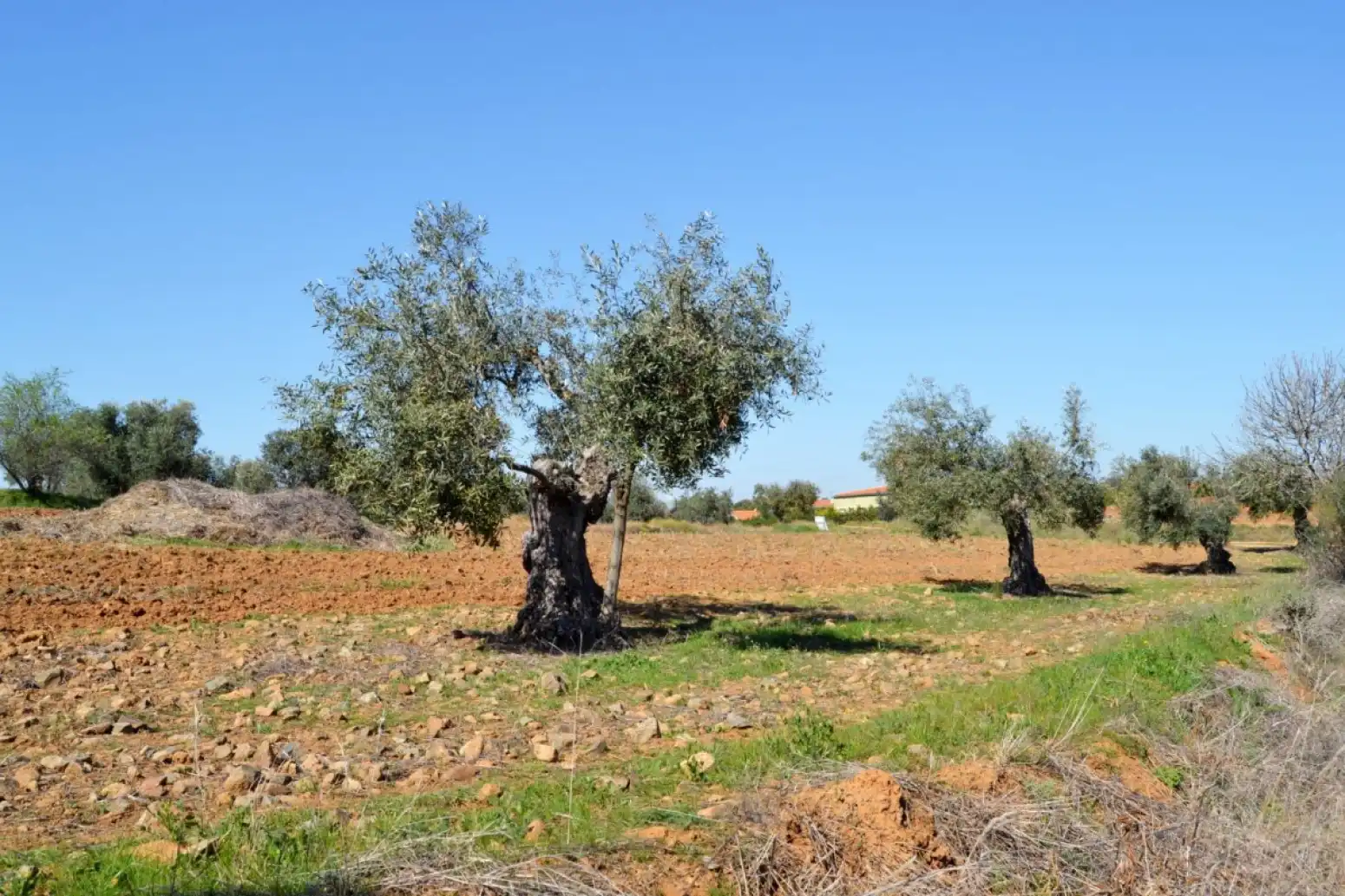 Terreni e lotti in vendita a Don Álvaro, imagen 6