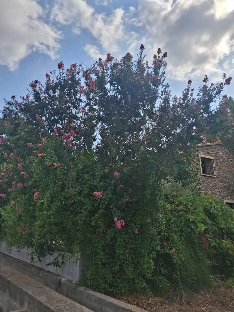 Jardín de Finca rústica en venta en Burriana / Borriana con Jardín privado, Terraza y Alarma