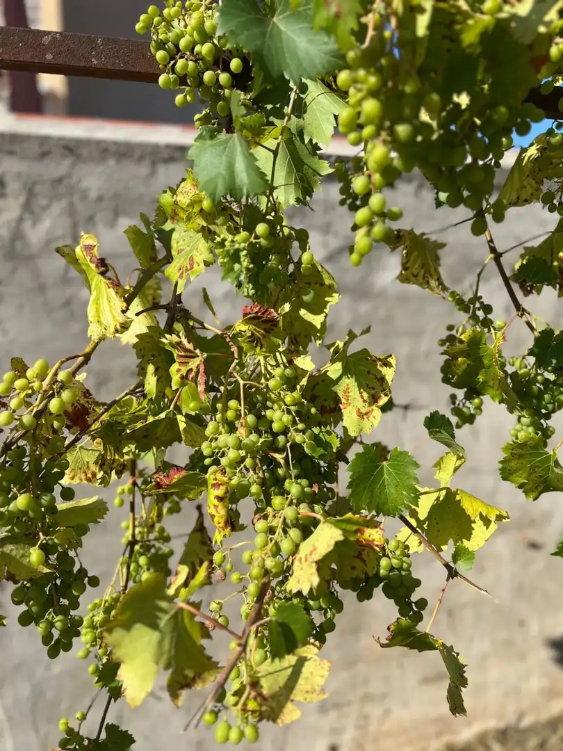 Jardí de Casa o xalet en venda en Maçanet de la Selva amb Jardí privat, Terrassa i Traster