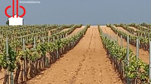 VIÑA EN ESPALDERA  DE RIEGO EN PEDRO MUÑOZ, immagine 4