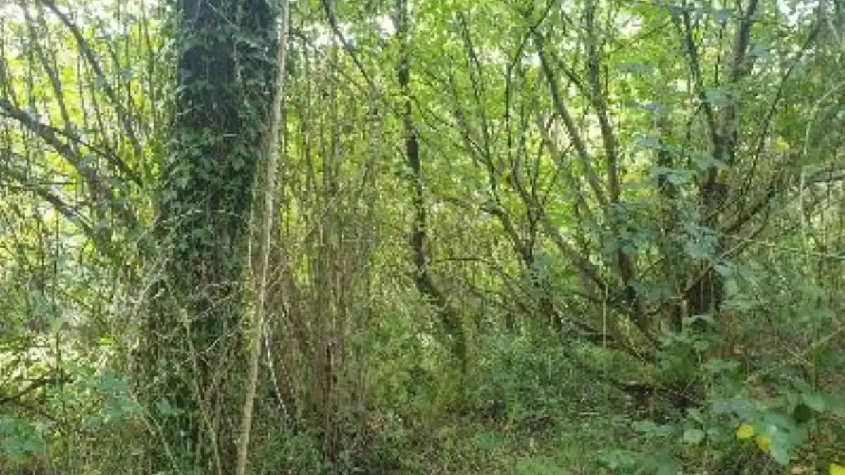 Terreno rustico in vendita a Lugar Carrionina, imagen 2