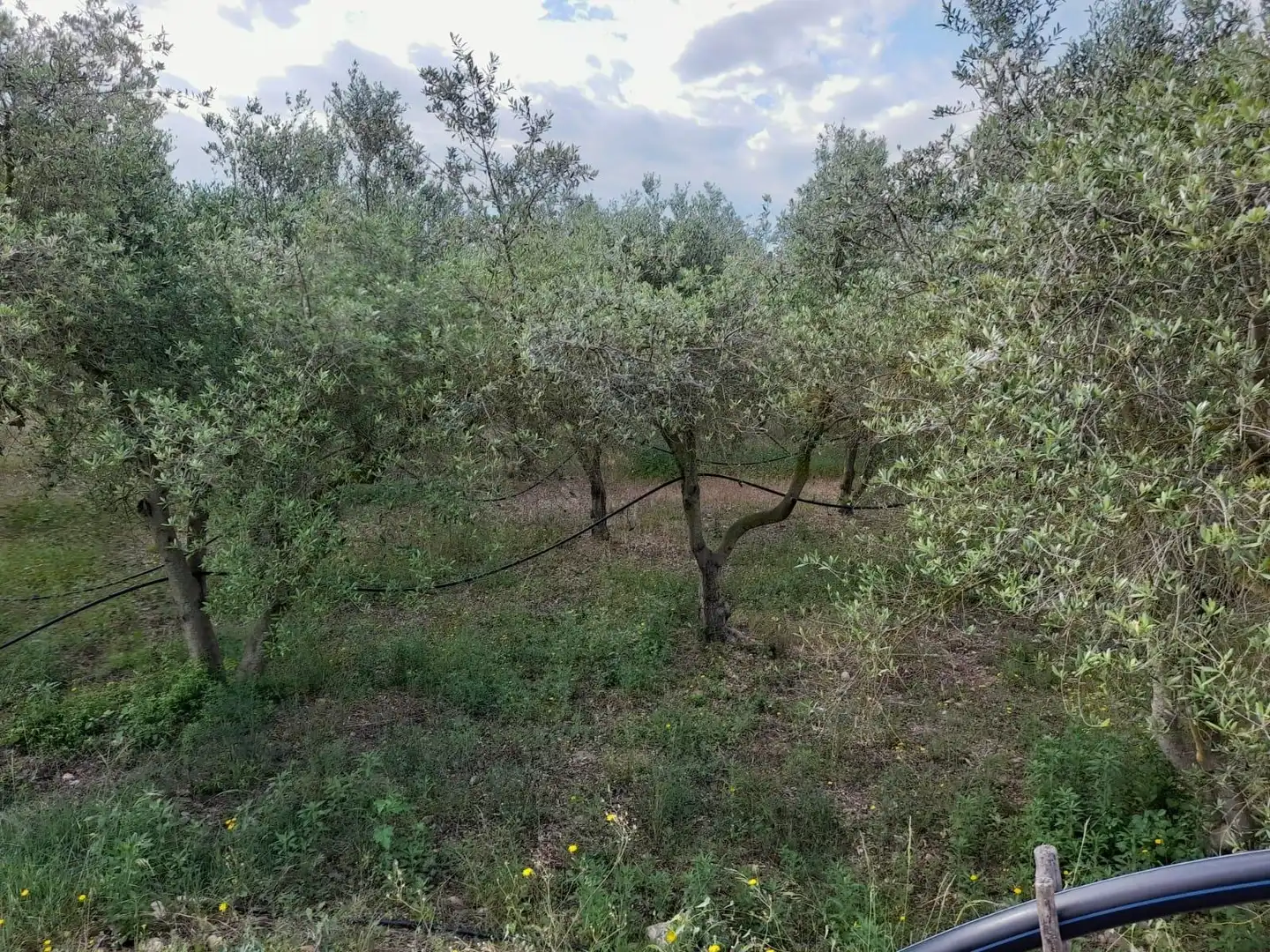 Terreno rústico en venta en Ascó, imagen 28