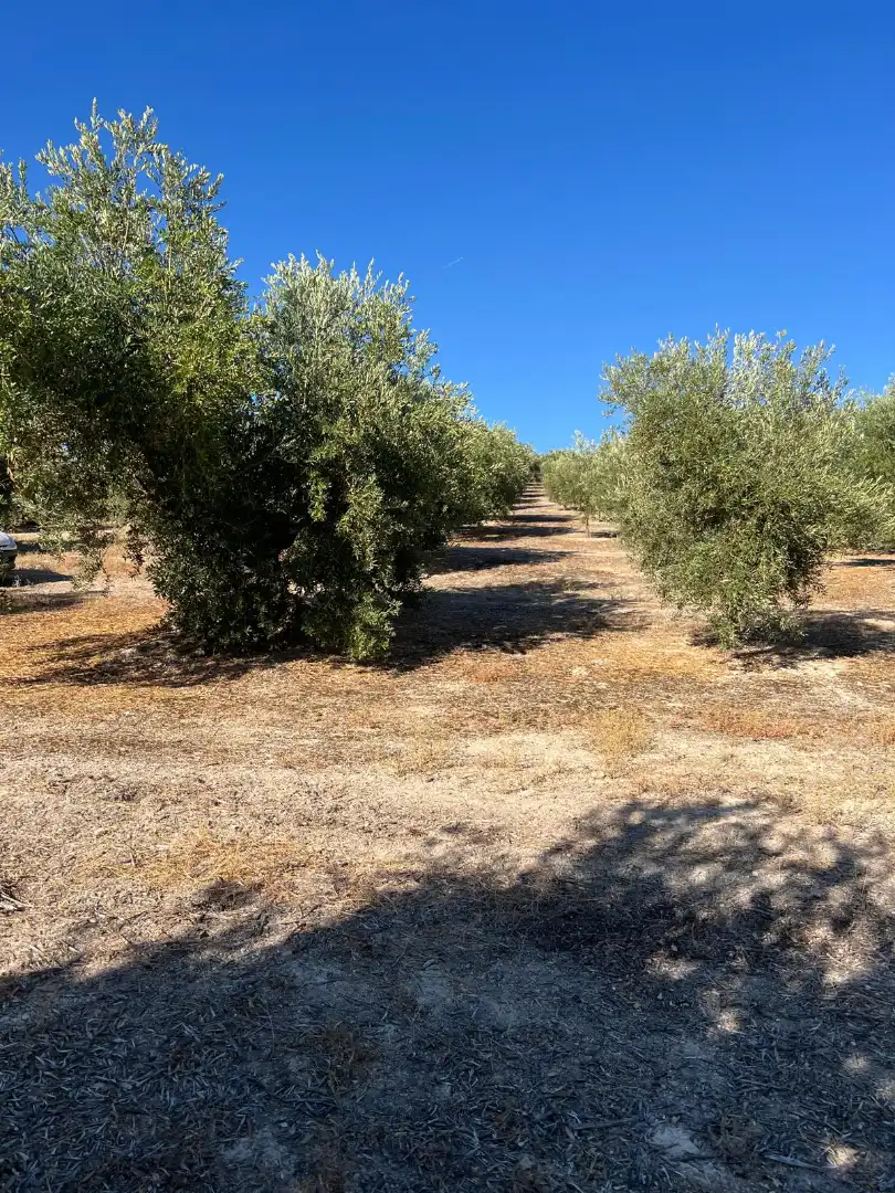 Terreny rústic en venda a Priego de Córdoba, imagen 4
