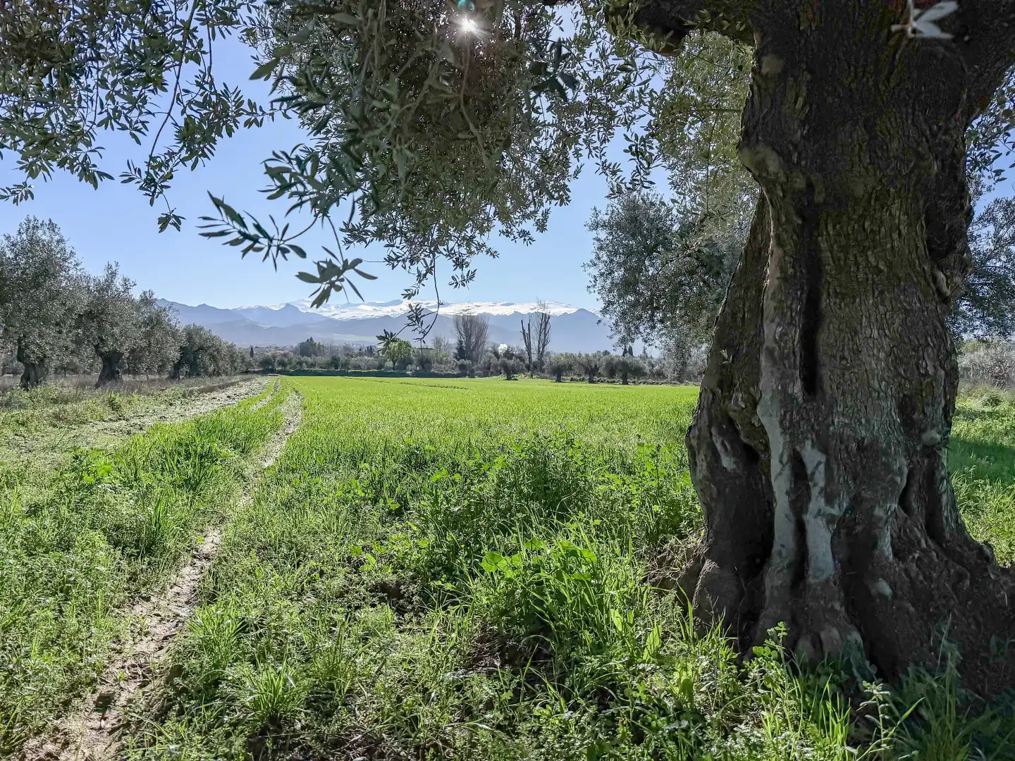 Terreni e lotti in vendita a Camino del Cerro 189, imagen 13