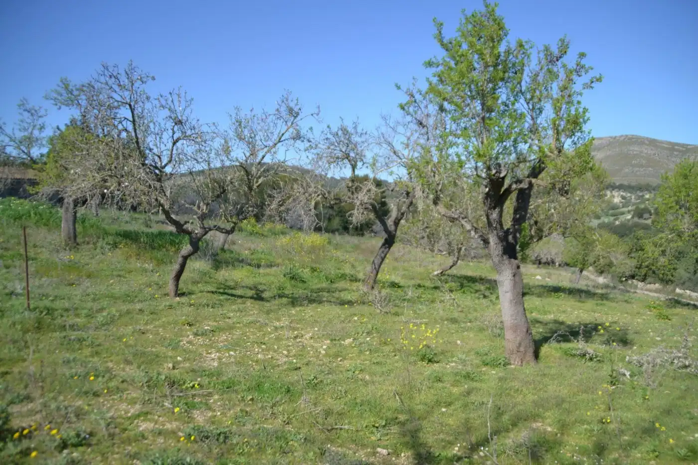 Casa rústica amb jardí en venda a Sant Llorenç des Cardassar, imagen 21