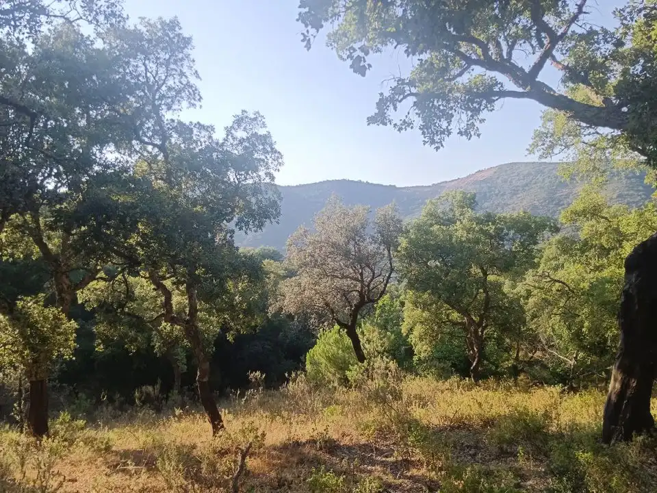 Finca rústica en venta en Linares de la Sierra