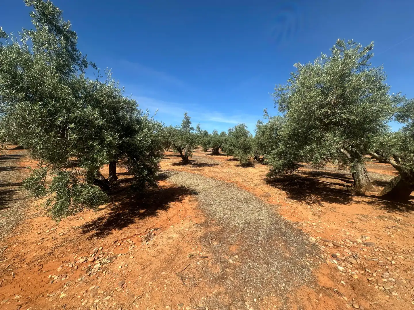 Land for sale in Villanueva de la Reina