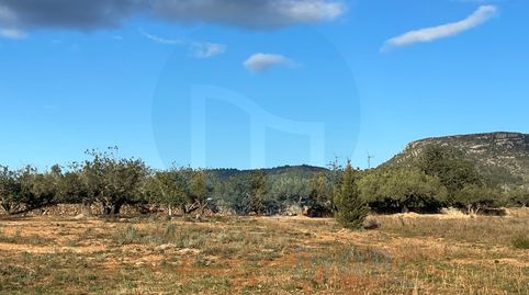 Foto 5 de Finca rústica en venta en Camarles, Tarragona