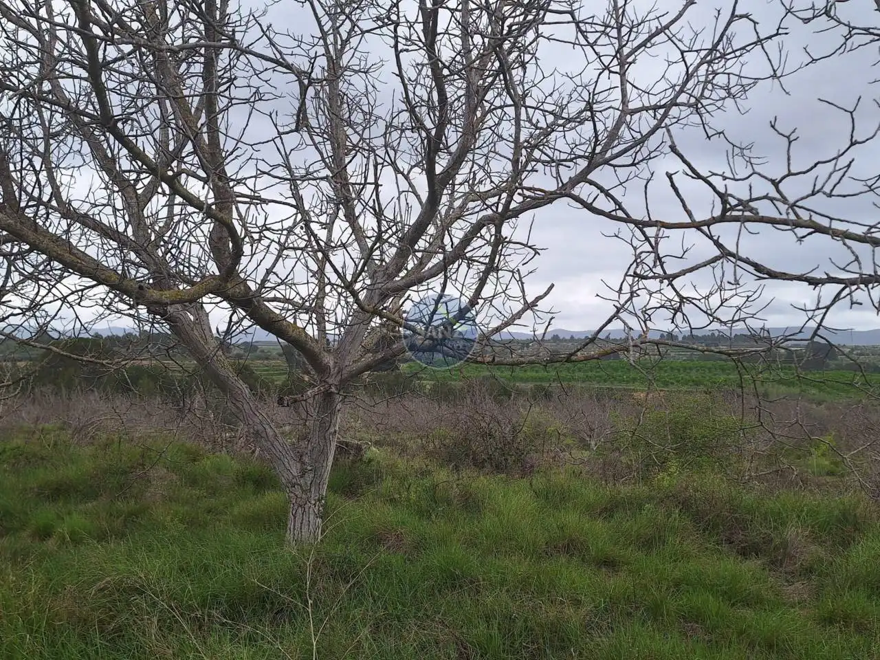 Terreny rústic en venda a Pda Barranc de l´Algar, imagen 5