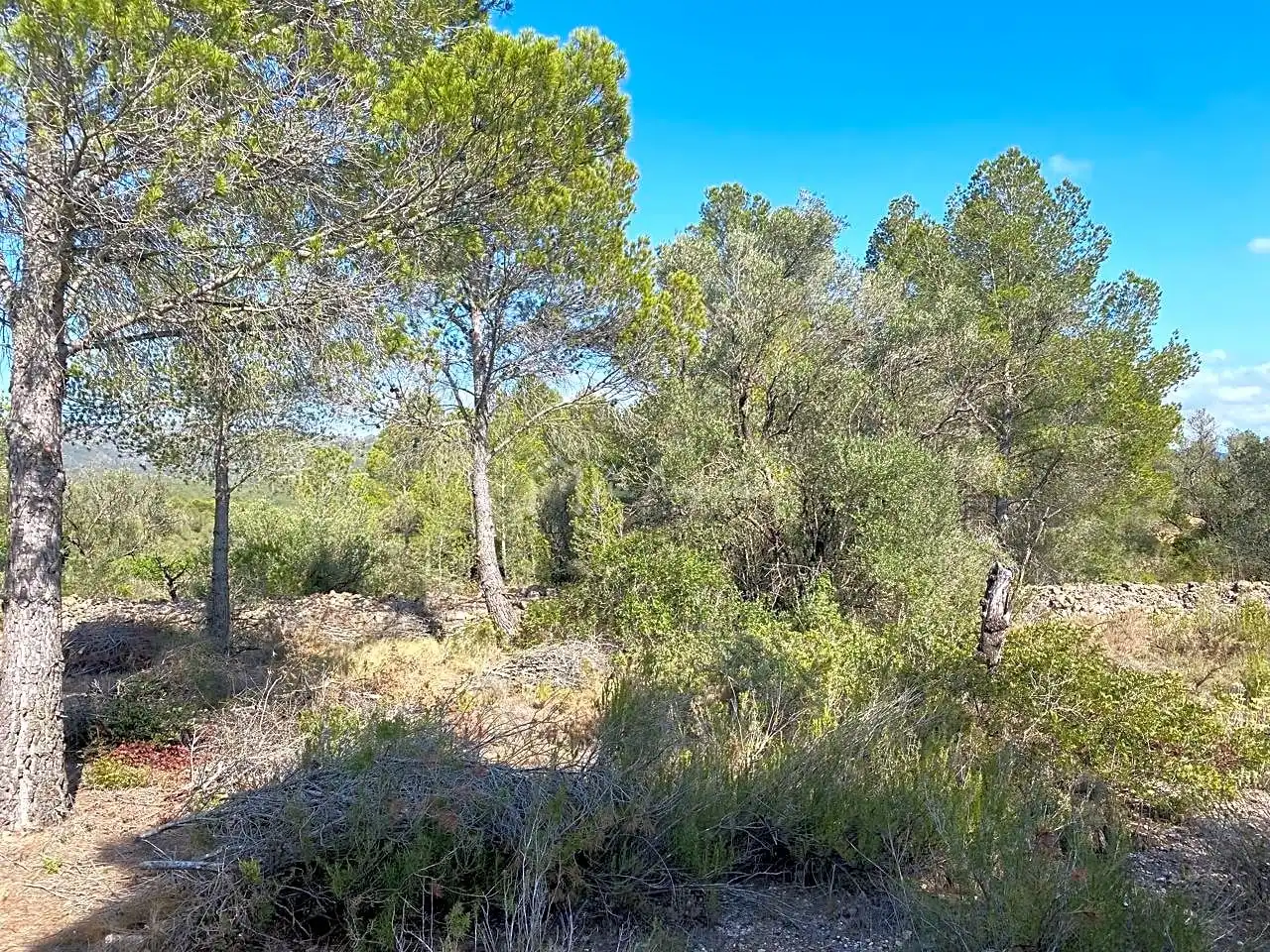 Terreno en venta en Planes, Rasquera