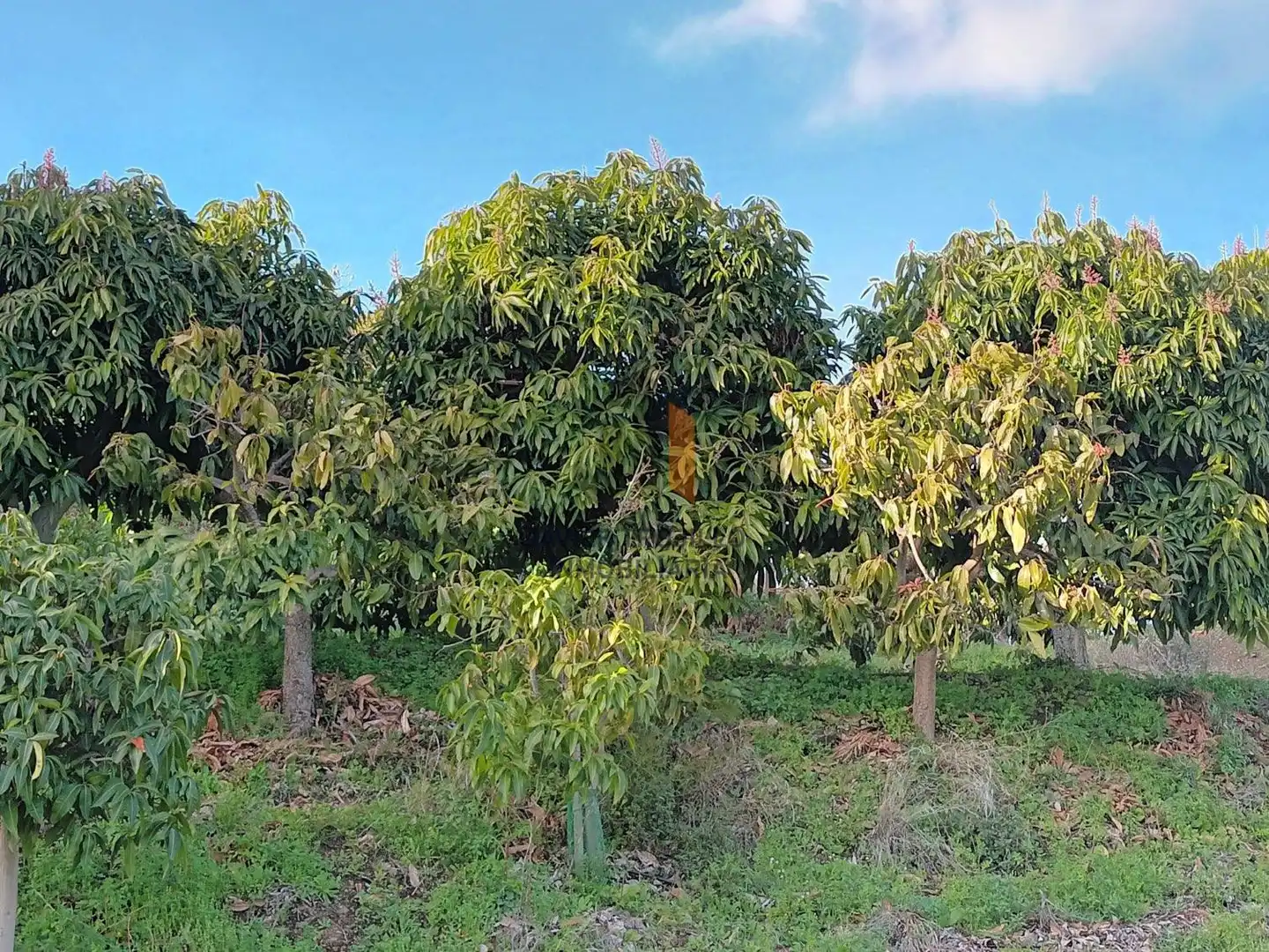 Jardín de Finca rústica en venta en Cútar con Terraza, Trastero y Piscina