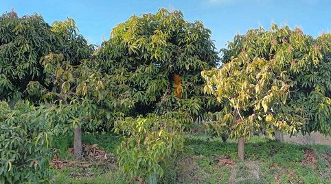 Foto 5 de Finca rústica en venta en N/a, Cútar, Málaga
