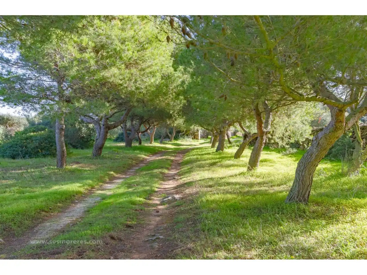 Rural land for sale in Cala Blanca, imagen 9
