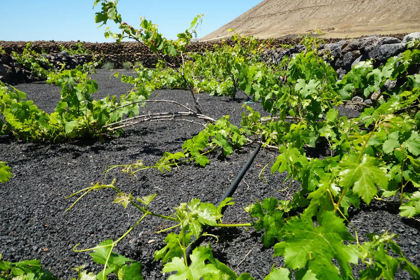 Terreno rustico in vendita a Tinajo, imagen 4