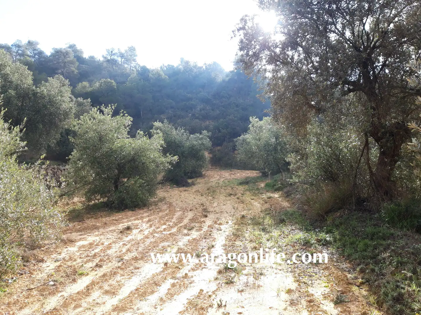 Finca rústica en venta en Batea