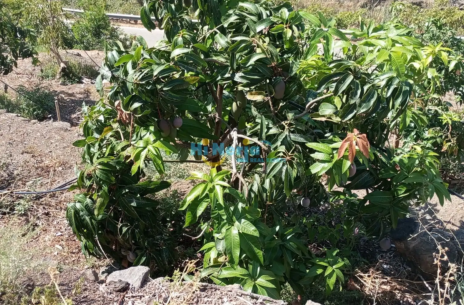 Terrenys i solars en venda a Algarrobo pueblo, imagen 9