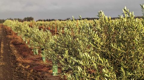 Foto 2 de Finca rústica en venda a Pelagatos - Pago del Humo, Chiclana de la Frontera