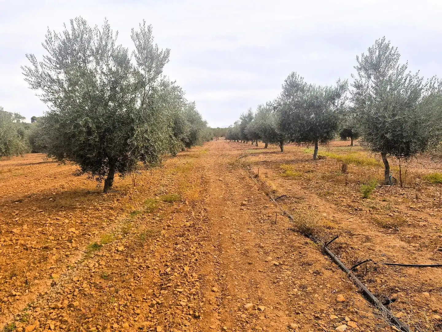 Terreny rústic en venda a Moraleda de Zafayona, imagen 15