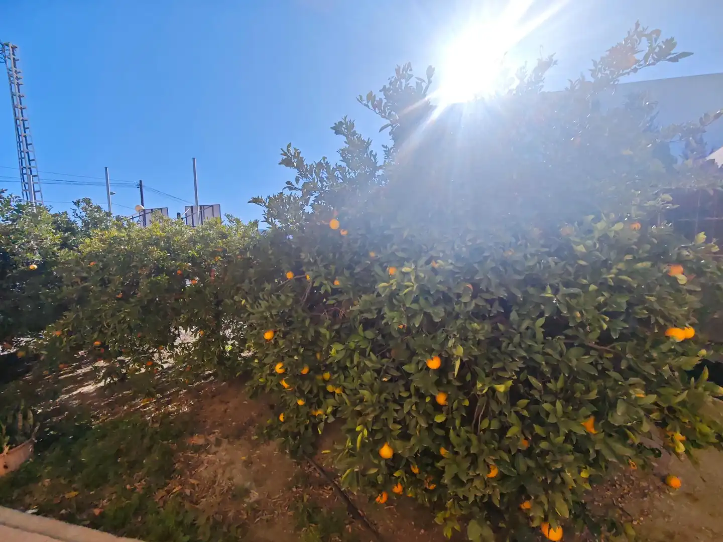 Exterior view of Houses for sale in Murcia  with Terrace