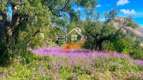 Terreno Rústico en venta en VélezBlanco., immagine 4