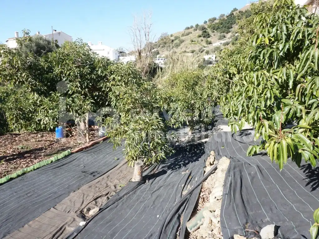 Casa o chalet en venta en Canillas de Aceituno