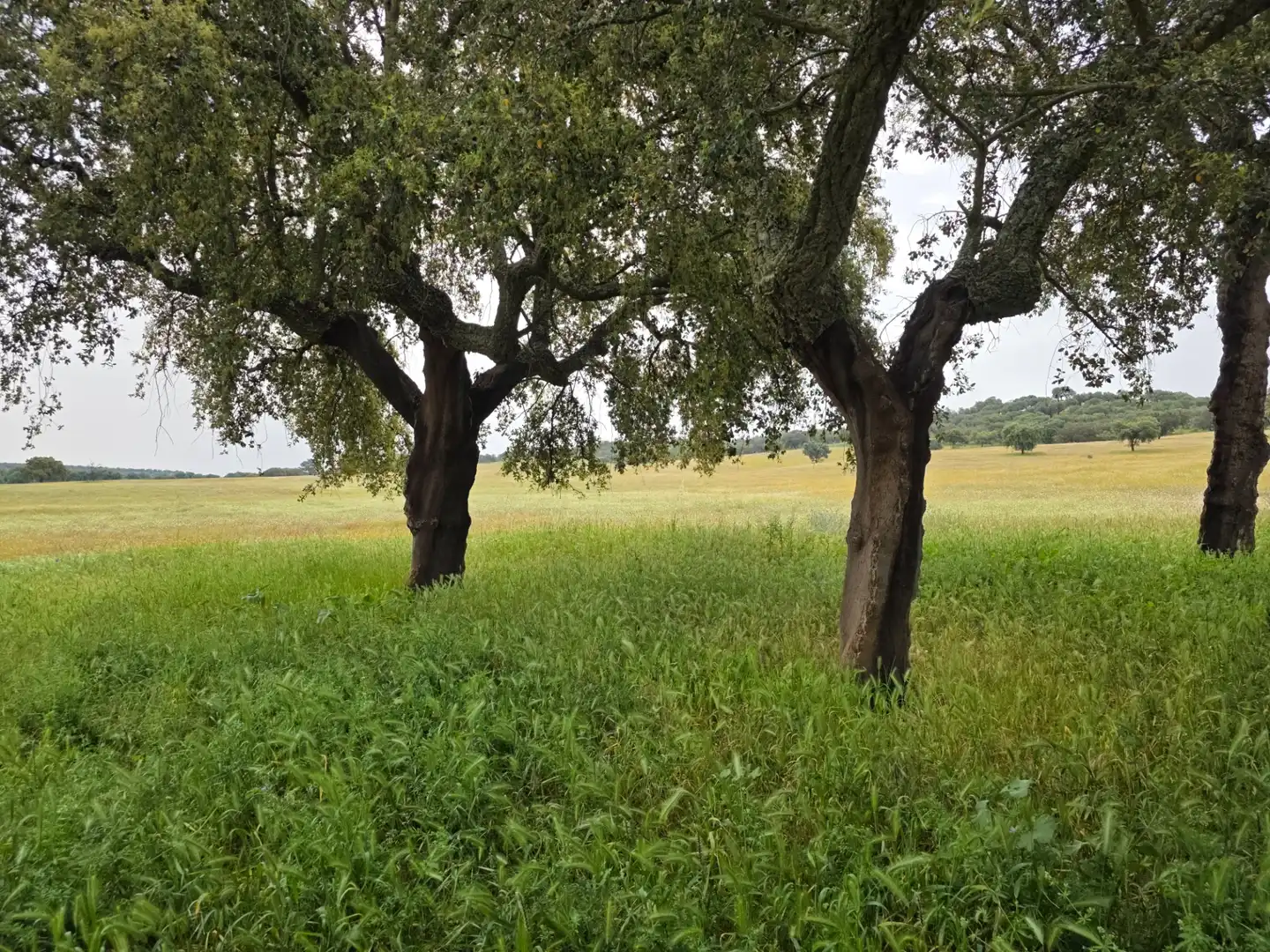 Terreni e lotti in vendita a Olivenza, imagen 10