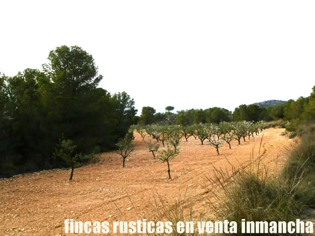 Terreni e lotti in vendita a Tobarra, imagen 5