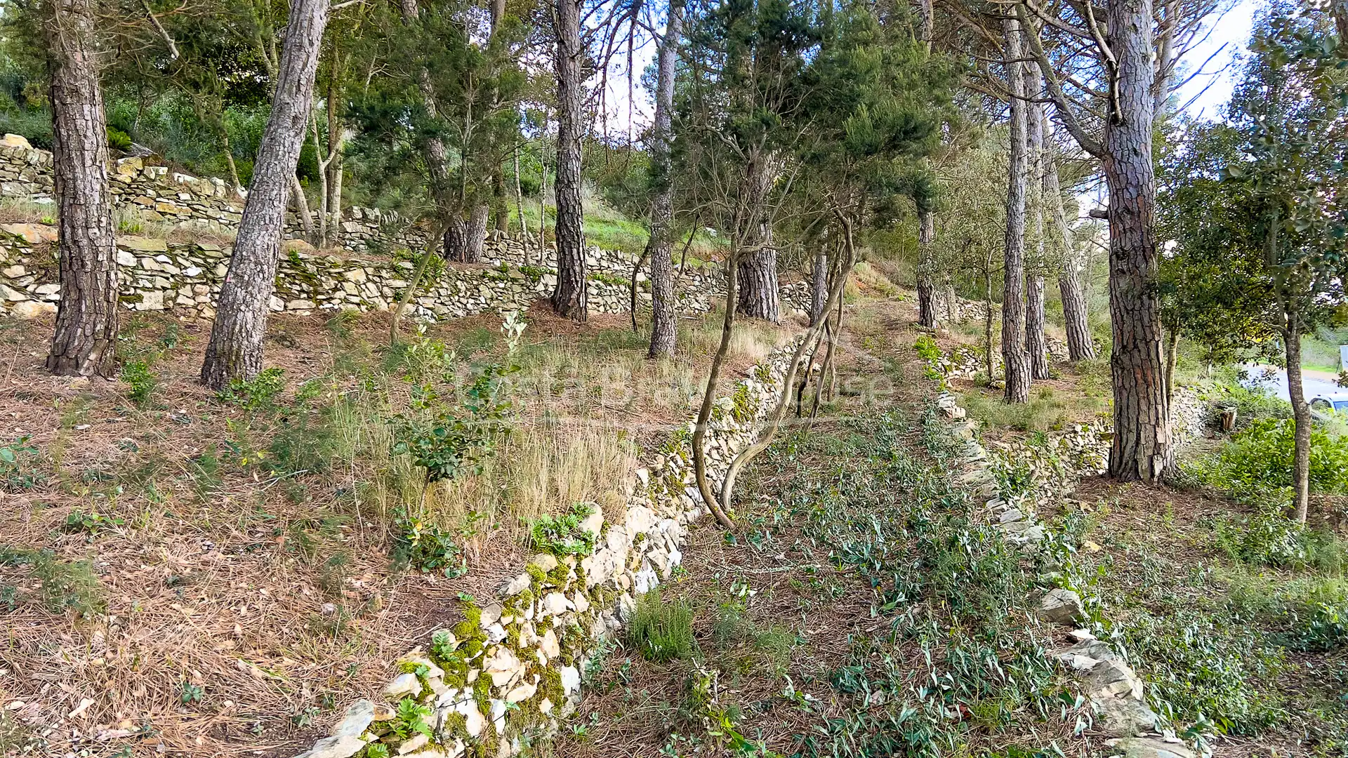 Terrenos y solares en venta en Carrer de Son Rich, imagen 8