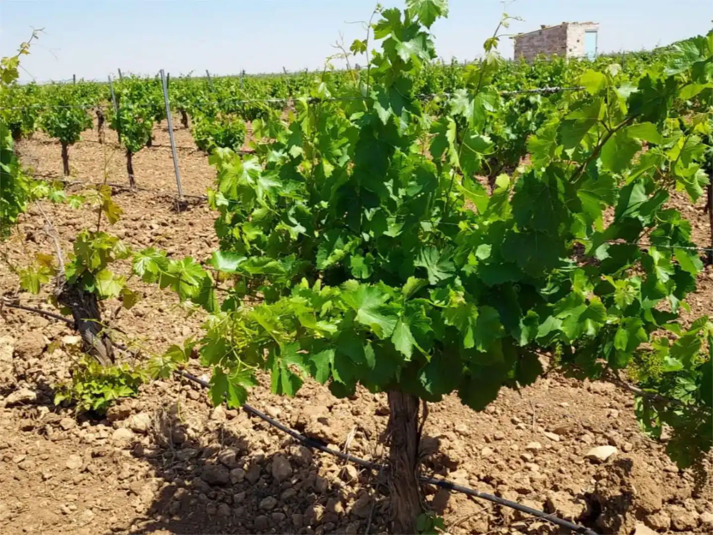 Finca rústica en venda en Manzanares