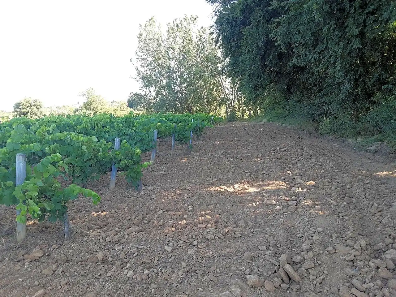 Rustikales Grundstück zum Verkauf in Olèrdola, imagen 14