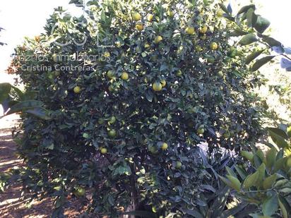 Jardí de Finca rústica en venda en La Palma del Condado amb Traster, Piscina i Moblat