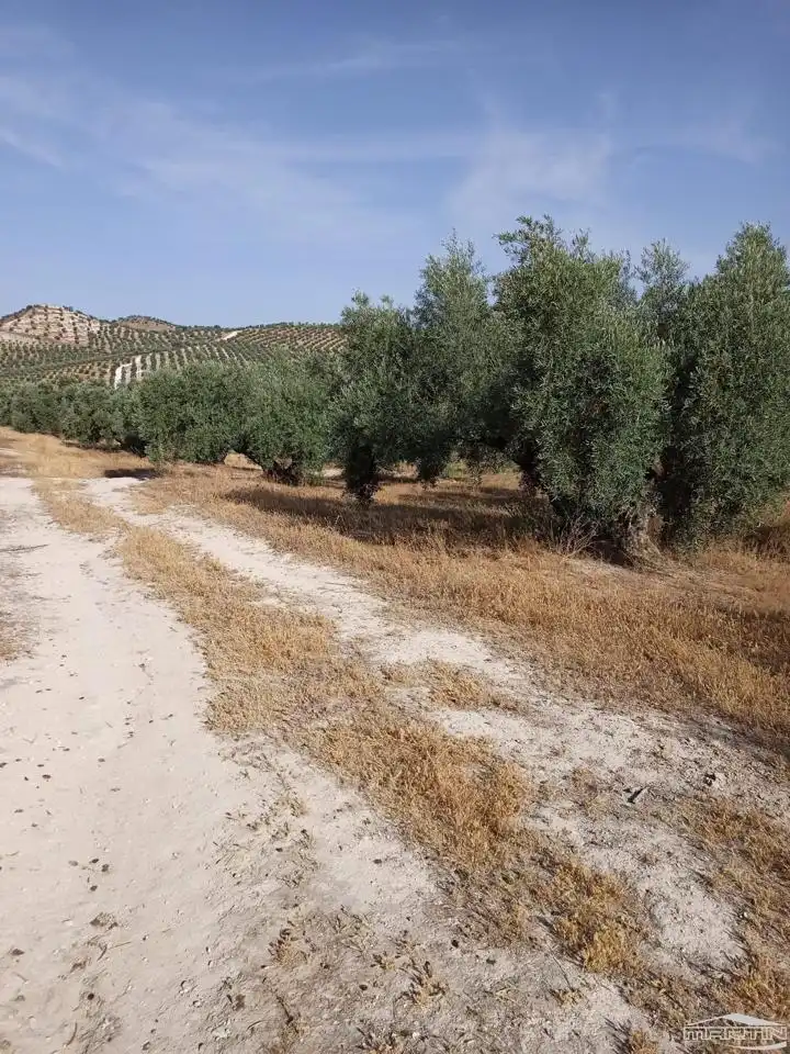 Terrain rustique à vendre à Paraje El Barrancón, Pol.101, Par.183, 66, imagen 5