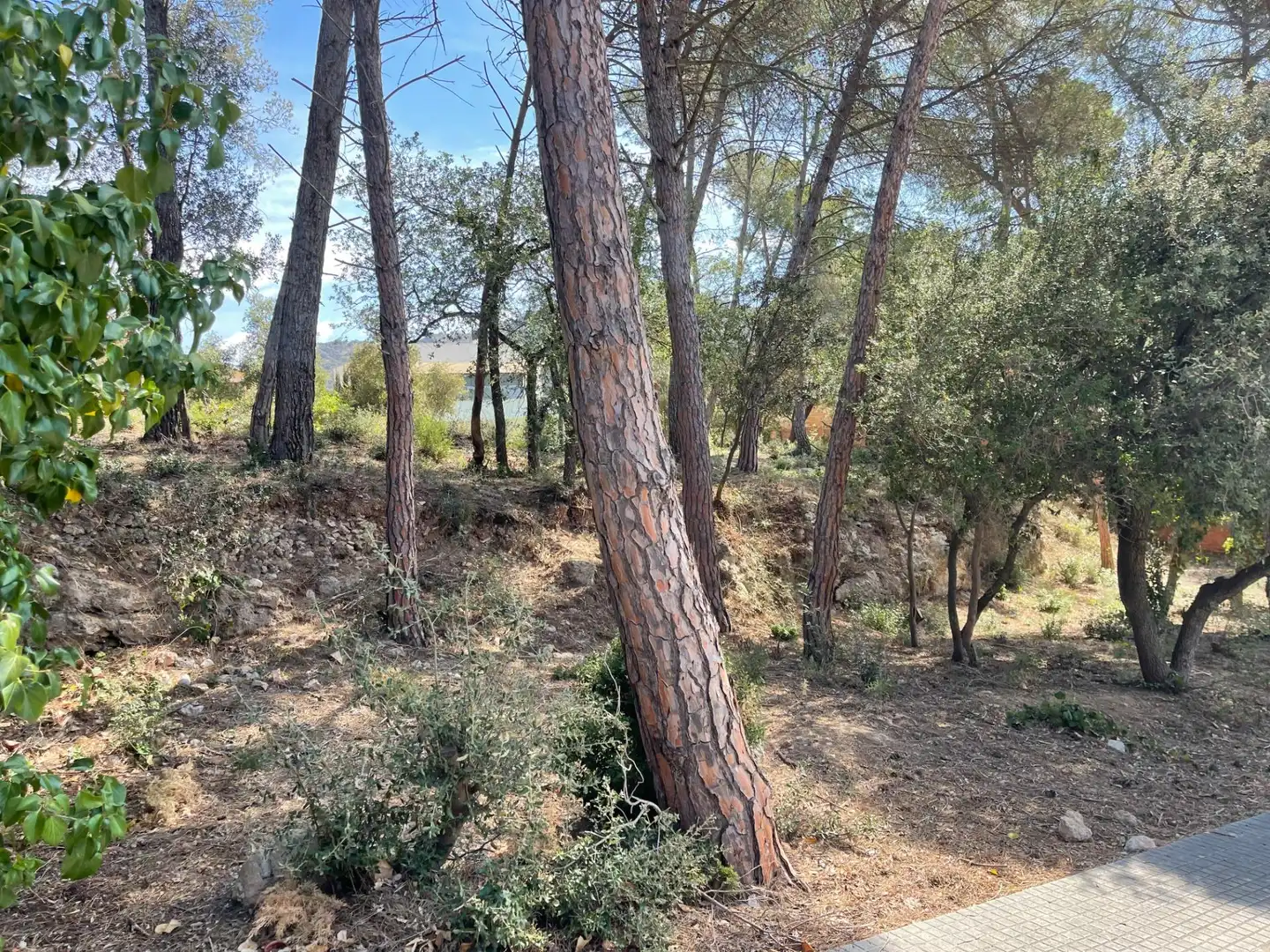 Terrenys i solars en venda a La Torre de Claramunt, imagen 5