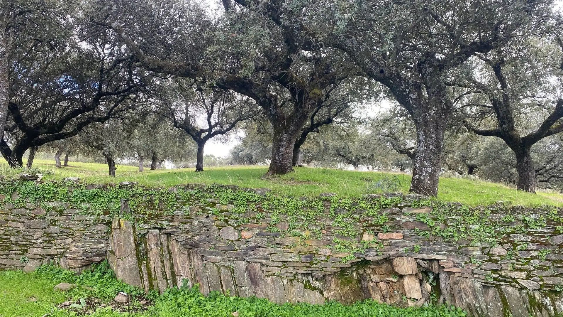 Terreno en venta en Mohedas de la Jara