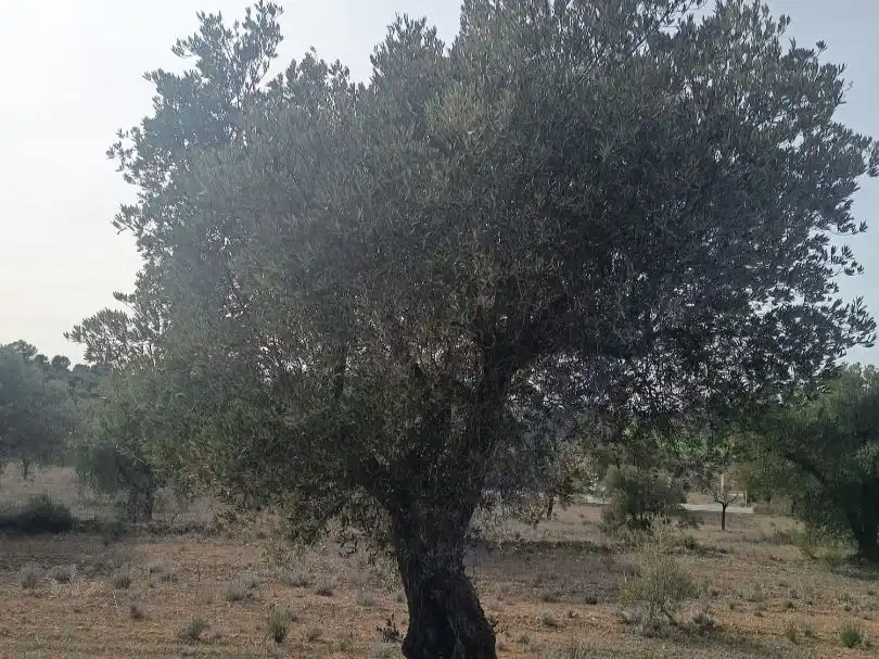 Terreno en venta en Nonaspe