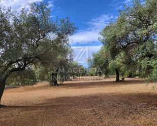 Finca rústica en venda en Traiguera