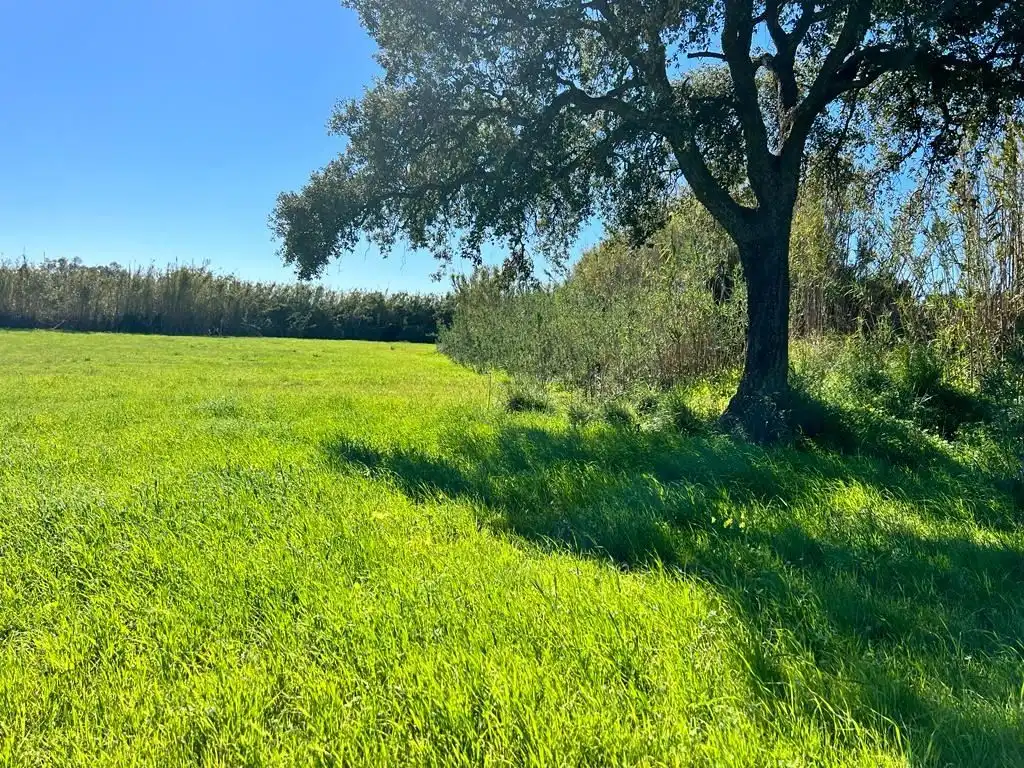 Terrain rustique à vendre à Vejer, imagen 2