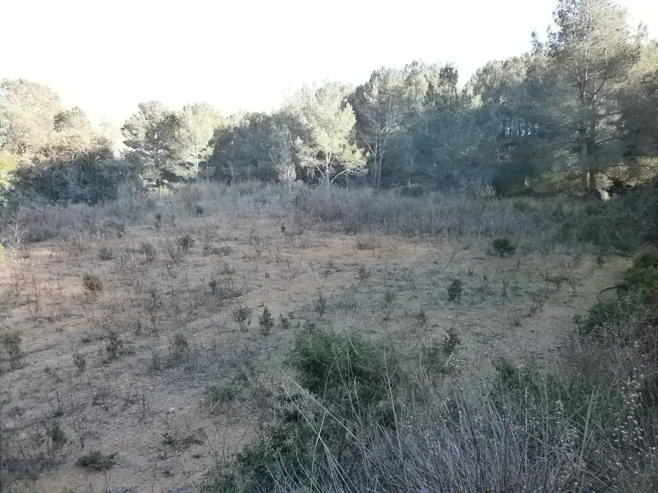 Terreno rustico in vendita a Riudecols, imagen 2