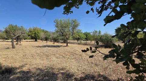 Photo 4 of Land for sale in Polígono 14, Parcela 97, Ses Cremades, 97, Selva, Illes Balears