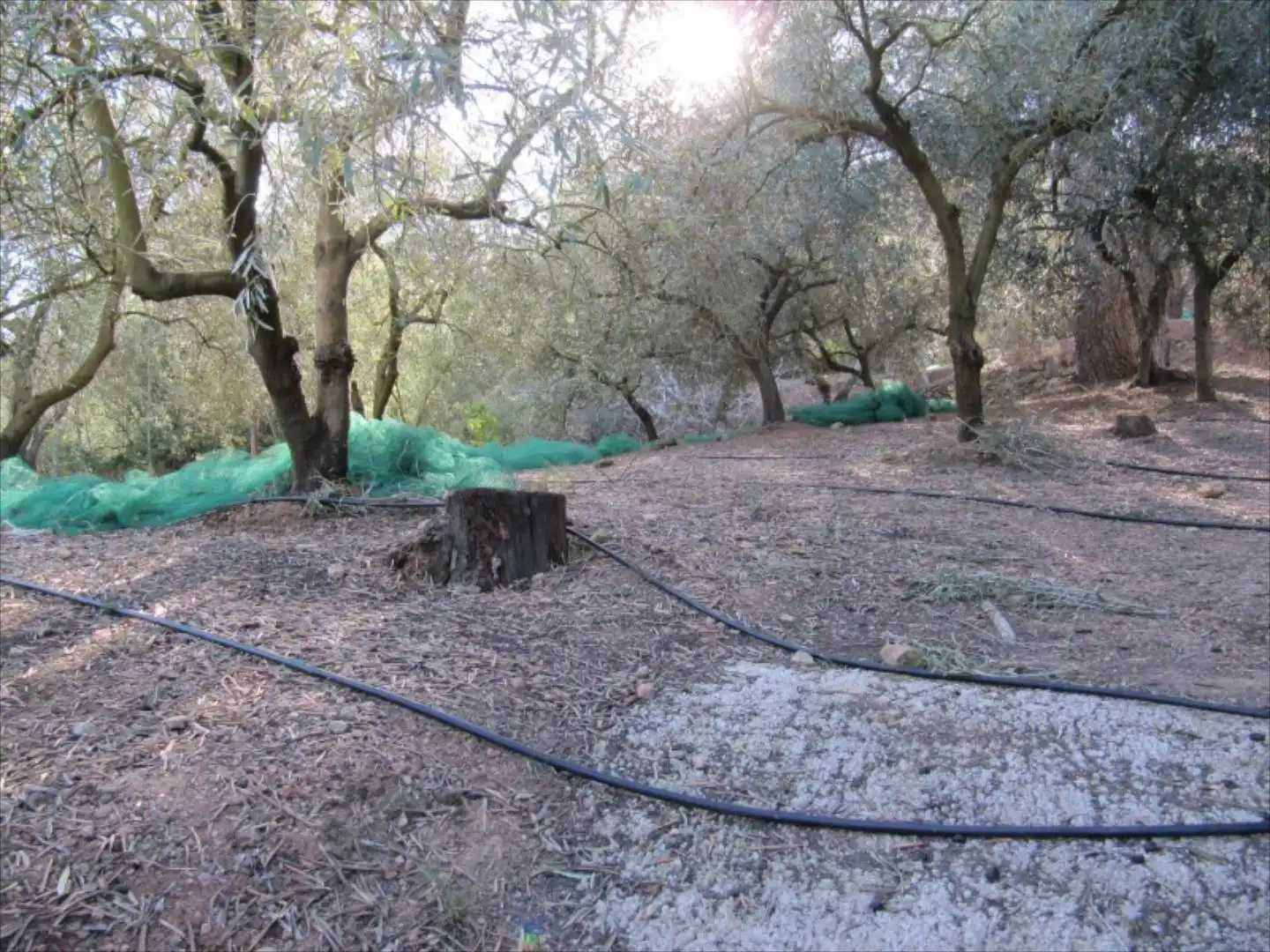 Garden of Residential for sale in Barxeta