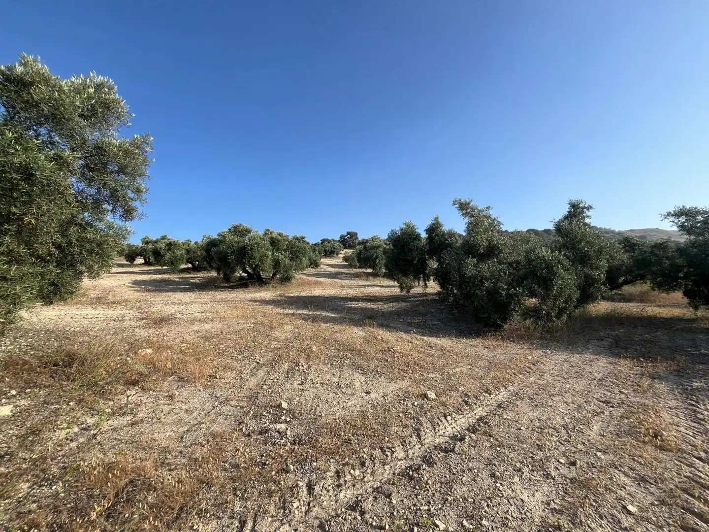 Finca rústica en venta en Lucena