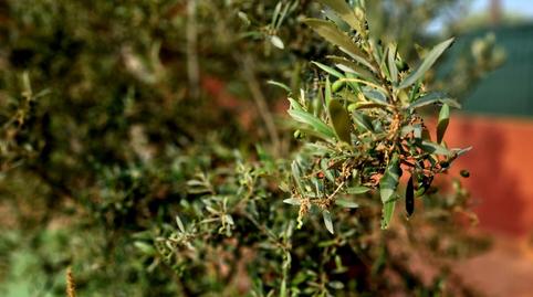 Foto 4 de Casa o xalet en venda a Los Urrutias, Murcia