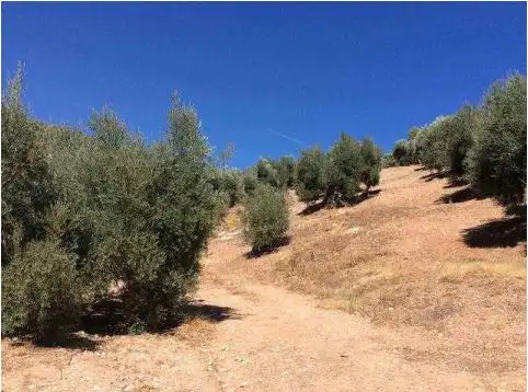 Terreni e lotti in vendita a Beas de Segura, imagen 2