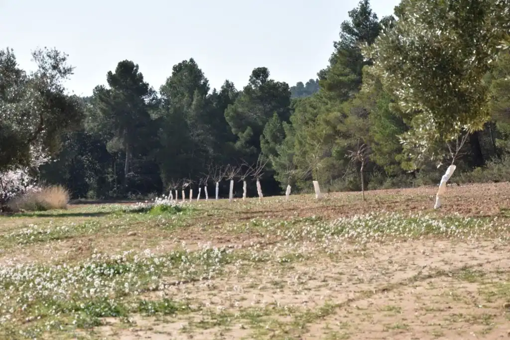 Country homes for sale in La Fresneda