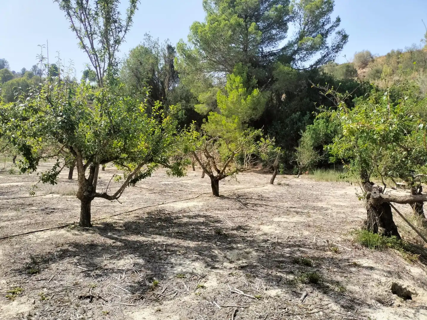 Local en venta en L'Alcúdia de Crespins
