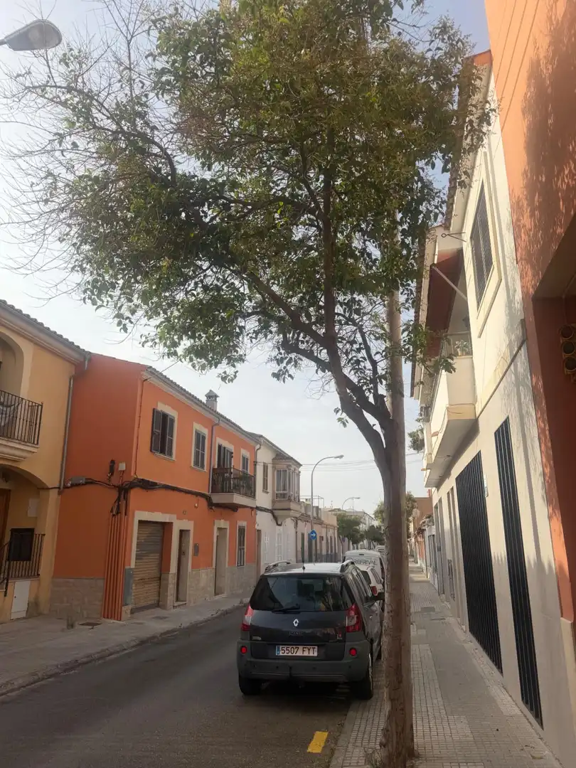 Vista exterior de Pis en venda en  Palma de Mallorca amb Aire condicionat, Jardí privat i Terrassa